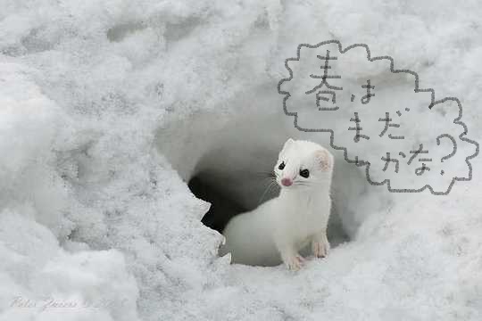 雪画像